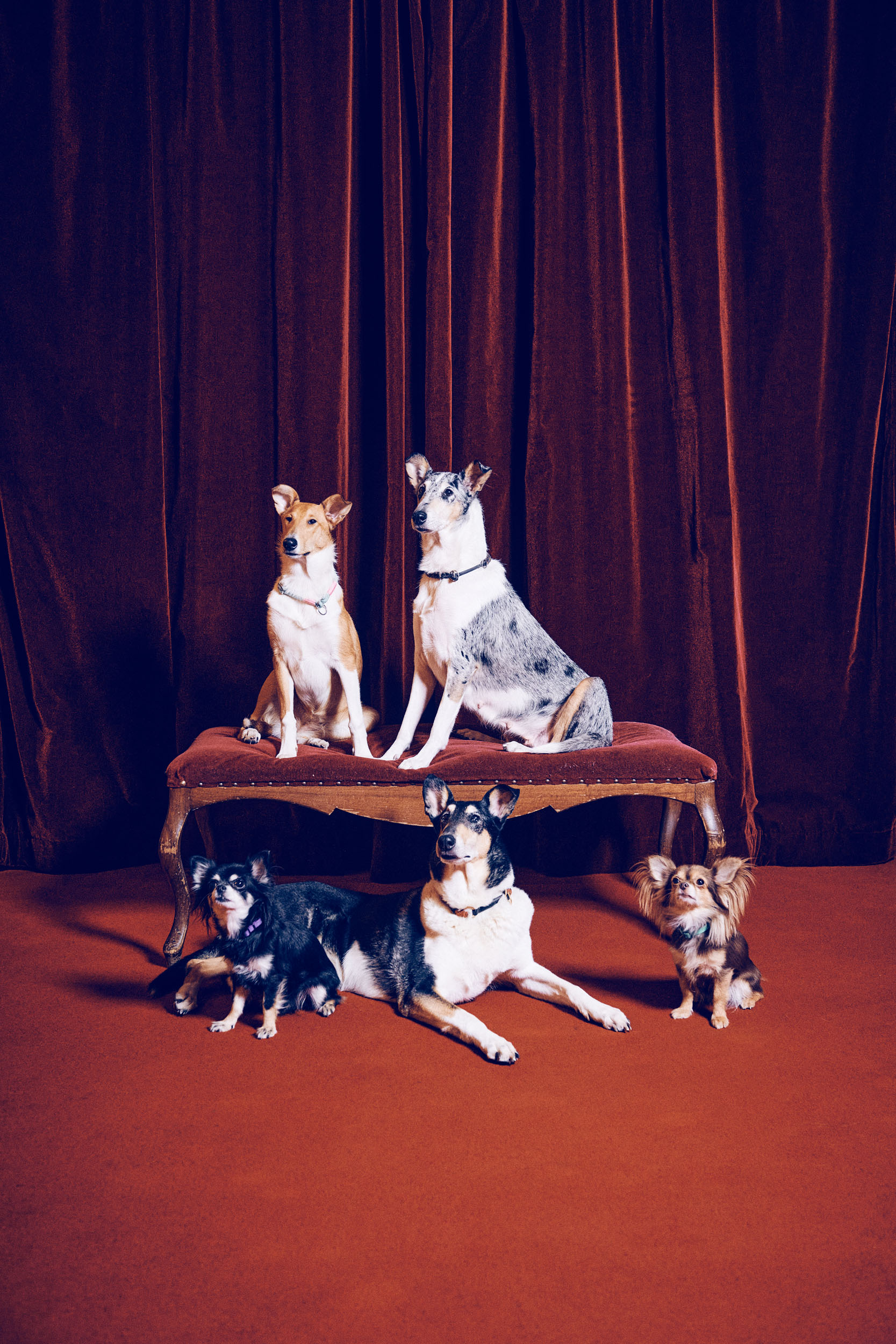 urban zintel photography — 5 dogs & judith engel